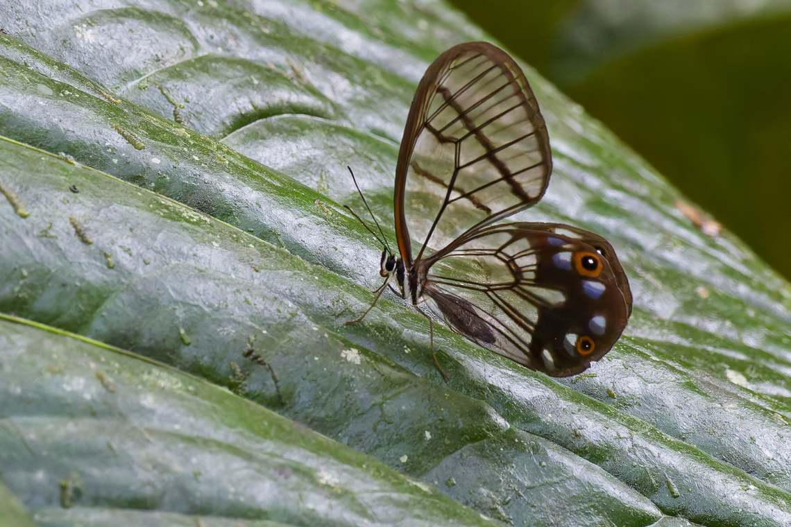Pseudohaetera hypaesia in Colombia  Colombia,Geotagged,Pseudohaetera hypaesia,Winter