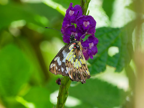 Leodonta tellane in Ecuador cp. https://www.inaturalist.org/observations?subview=table&taxon_id=571116
cp https://www.gbif.org/species/1920595 Ecuador,Geotagged,Leodonta tellane,Spring