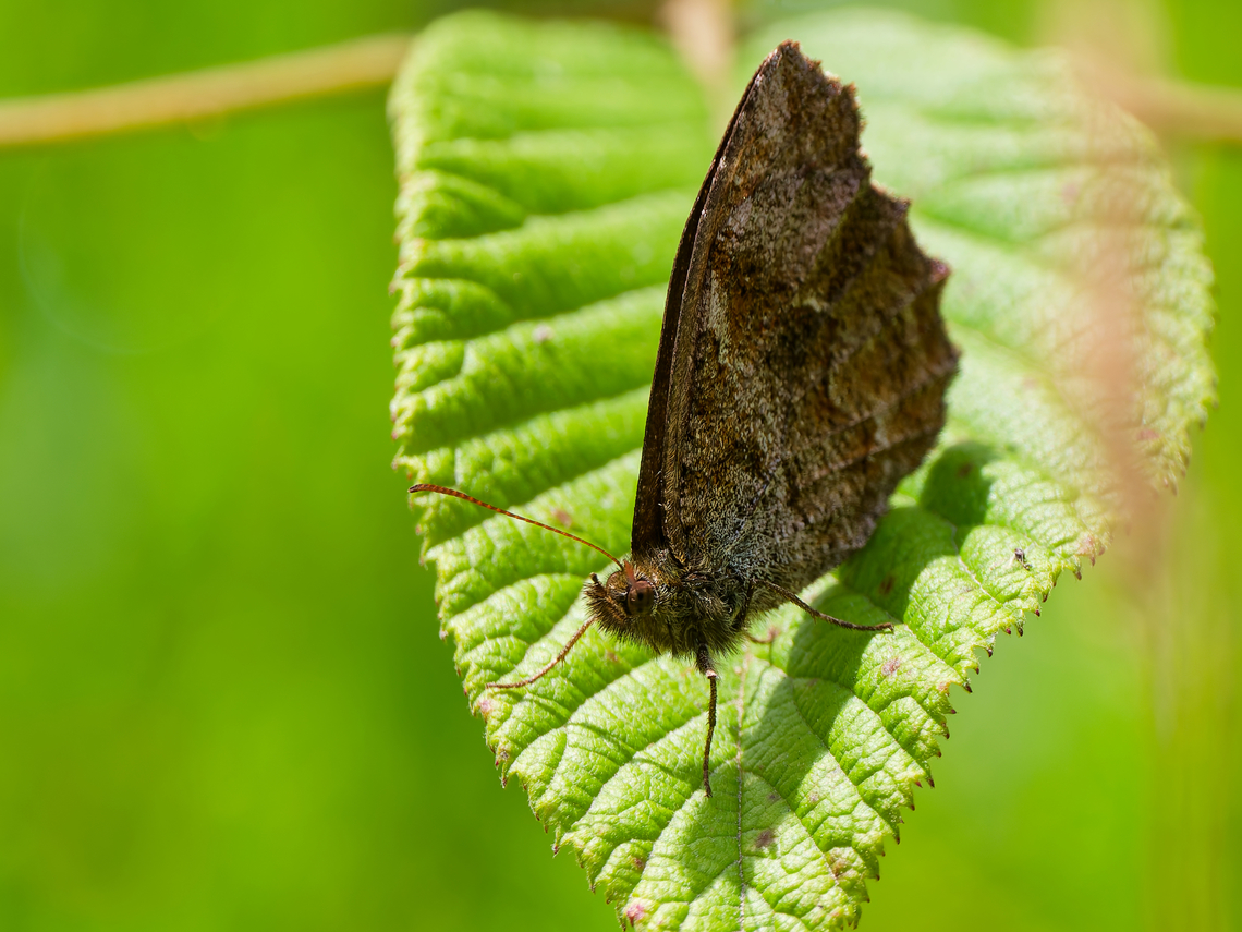 Panyapedaliodes drymaea in Ecuador cp. <a href="https://commons.wikimedia.org/wiki/Category:Panyapedaliodes_drymaea" rel="nofollow">https://commons.wikimedia.org/wiki/Category:Panyapedaliodes_drymaea</a> Ecuador,Geotagged,Panyapedaliodes drymaea,Spring