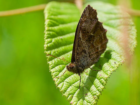 Panyapedaliodes drymaea in Ecuador cp. https://commons.wikimedia.org/wiki/Category:Panyapedaliodes_drymaea Ecuador,Geotagged,Panyapedaliodes drymaea,Spring