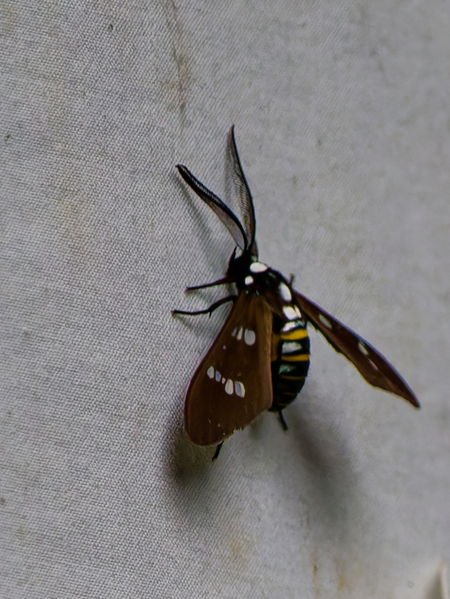 Phaio acquiguttata in Ecuador  Ecuador,Geotagged,Phaio acquiguttata,Spring
