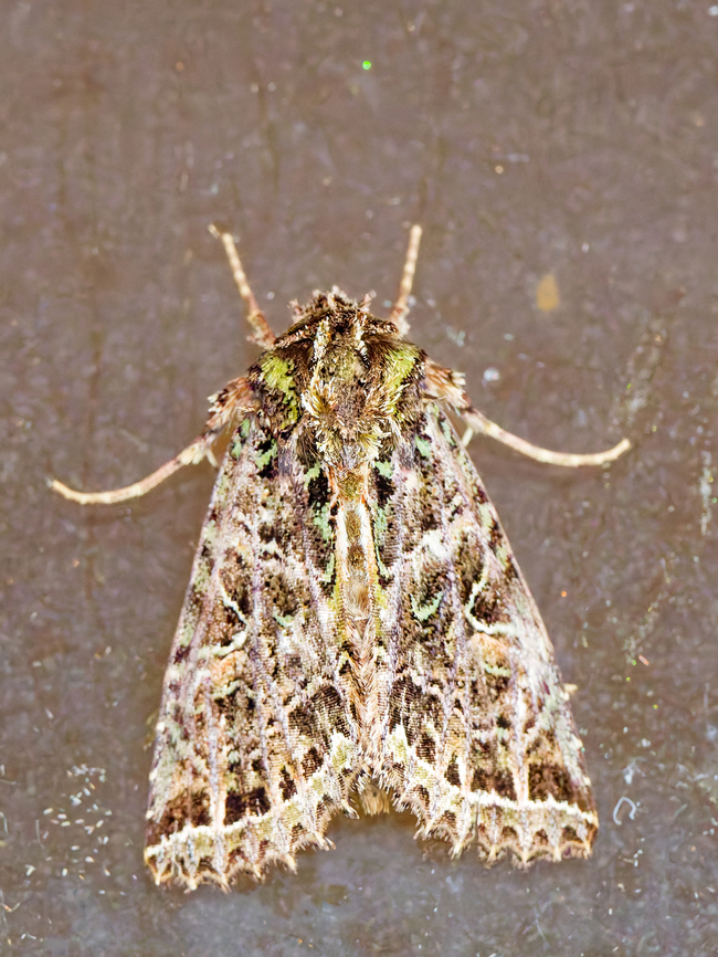 Heterochroma exundata in Ecuador cp. <a href="https://www.inaturalist.org/observations?subview=table&amp;taxon_id=843561" rel="nofollow">https://www.inaturalist.org/observations?subview=table&amp;taxon_id=843561</a> Ecuador,Geotagged,Heterochroma exundata,Spring