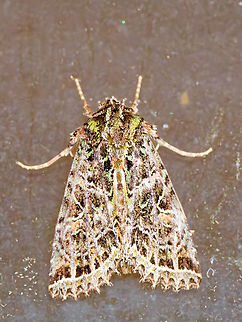 Heterochroma exundata in Ecuador cp. https://www.inaturalist.org/observations?subview=table&taxon_id=843561 Ecuador,Geotagged,Heterochroma exundata,Spring