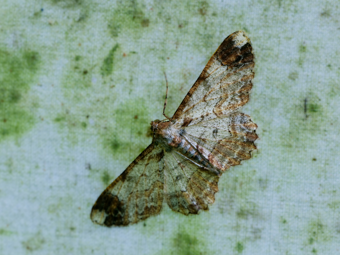 Epimecis puellaria in Ecuador  Ecuador,Epimecis puellaria,Geotagged,Spring
