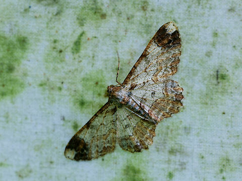 Epimecis puellaria in Ecuador  Ecuador,Epimecis puellaria,Geotagged,Spring