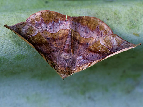 Hygrochroma nondina in Ecuador cp. https://ecuador.inaturalist.org/taxa/841632-Hygrochroma-nondina/browse_photos Ecuador,Geotagged,Hygrochroma nondina,Spring