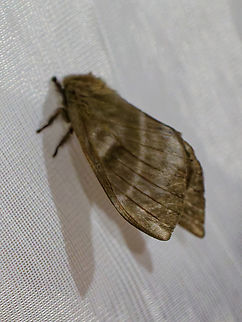 Hylesia metabus in Ecuador  Ecuador,Geotagged,Hylesia metabus,Spring,Yellowtail moth