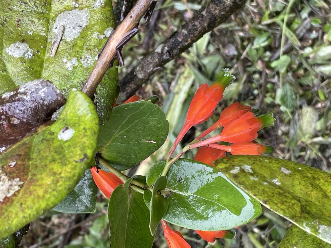 Macleania pentaptera in Ecuador seen at Los Cedros Ecuador,Fall,Geotagged,Los Cedros Reserve,Macleania pentaptera