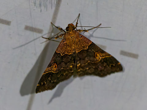 Mastixis tessellata in Ecuador cp. https://ecuador.inaturalist.org/observations?place_id=7512&taxon_id=958878 Ecuador,Fall,Geotagged,Los Cedros Reserve,Mastixis tessellata