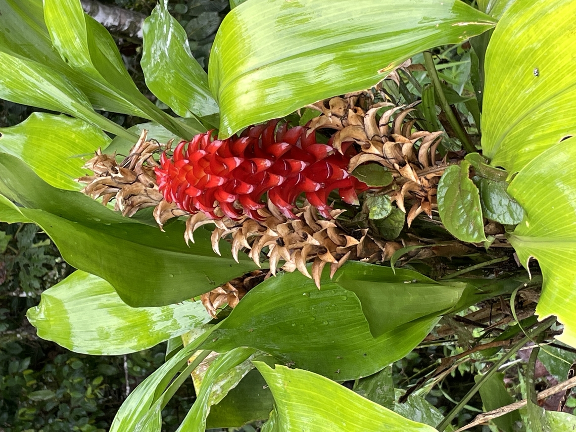 Pitcairnia nigra in Ecuador seen at Los Cedros Ecuador,Fall,Geotagged,Los Cedros Reserve,Pitcairnia nigra