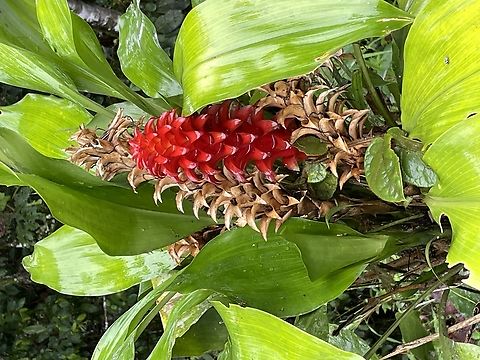 Pitcairnia nigra in Ecuador seen at Los Cedros Ecuador,Fall,Geotagged,Los Cedros Reserve,Pitcairnia nigra