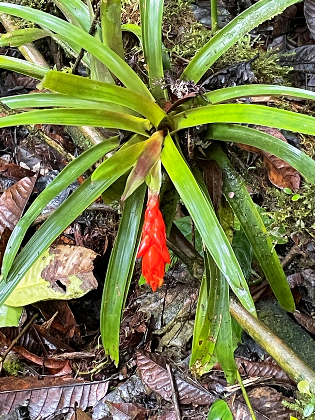 Guzmania jaramilloi in Ecuador seen at Los Cedros Ecuador,Fall,Geotagged,Guzmania jaramilloi,Los Cedros Reserve