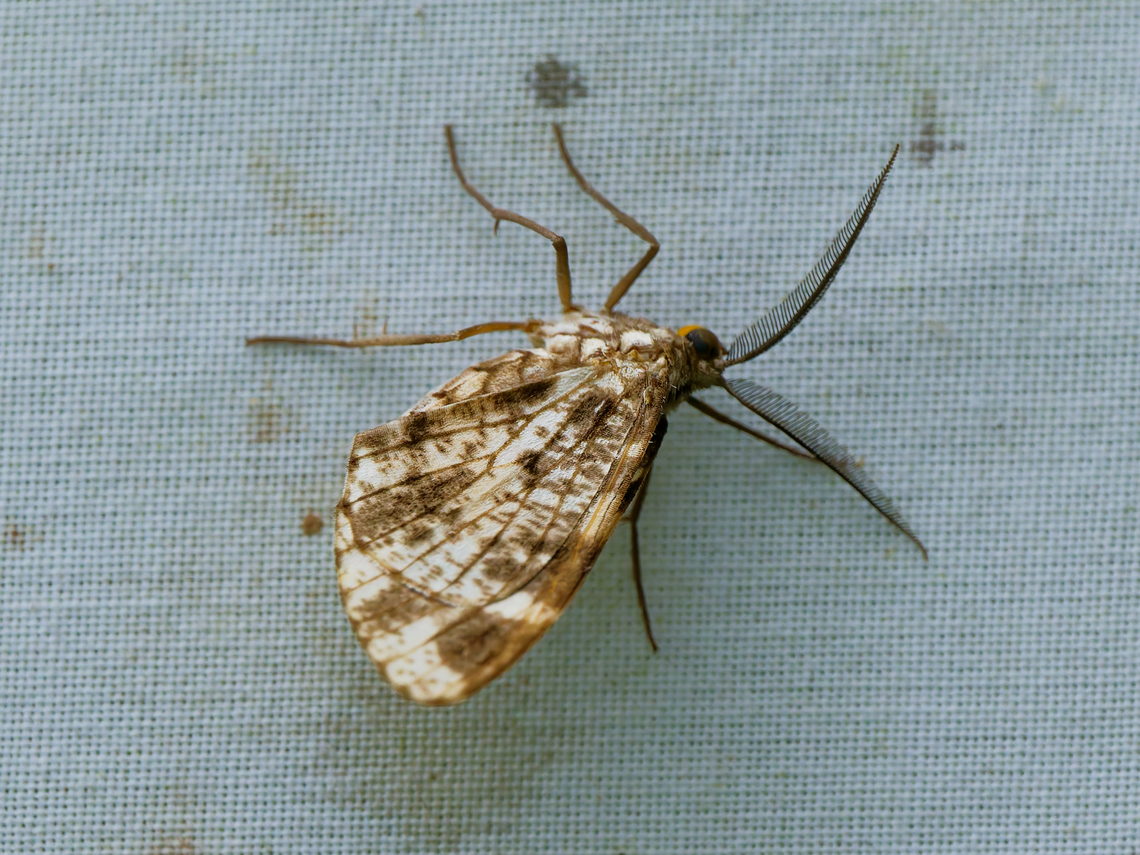 Nephodia organa in Ecuador cp. <a href="https://ecuador.inaturalist.org/observations?taxon_id=556112" rel="nofollow">https://ecuador.inaturalist.org/observations?taxon_id=556112</a> Ecuador,Geotagged,Nephodia organa,Spring