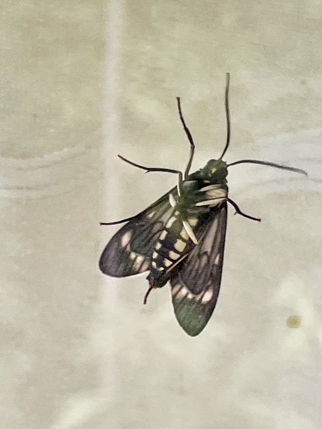Theages xanthura in Ecuador seen at Mashpi Amagusa, underside through window  Ecuador,Fall,Geotagged,Theages xanthura