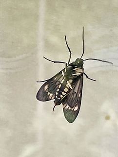Theages xanthura in Ecuador seen at Mashpi Amagusa, underside through window  Ecuador,Fall,Geotagged,Theages xanthura