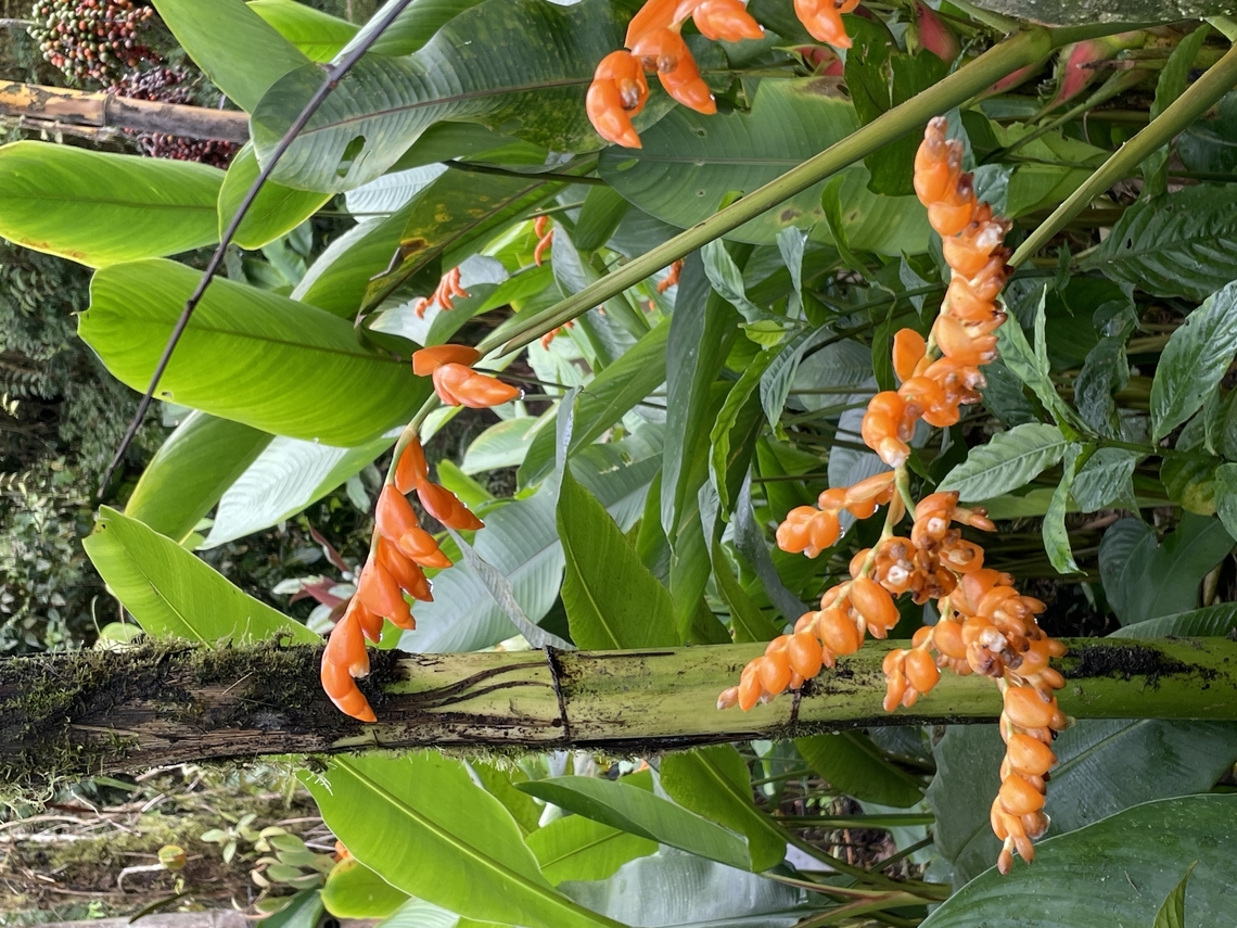 Stromanthe stromanthoides in Ecuador at Mashpi Amagusa Ecuador,Fall,Geotagged,Stromanthe stromanthoides