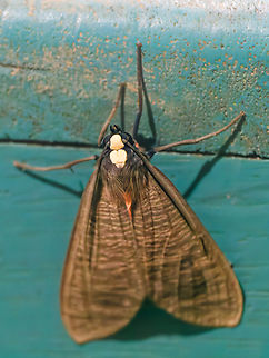 Opharus rhodosoma in Ecuador seen in Los Cedros Ecuador,Fall,Geotagged,Los Cedros Reserve,Opharus rhodosoma,opharus rhodosoma
