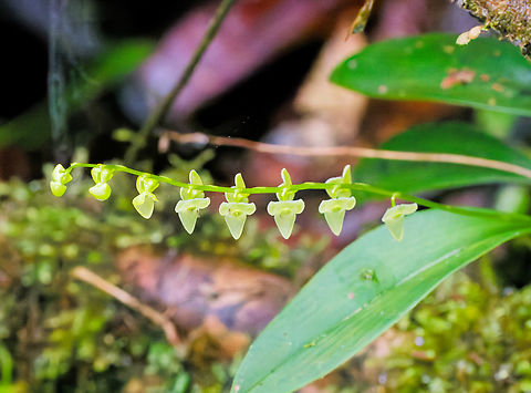 Stelis superbiens in Ecuador seen at Los Cedros Ecuador,Fall,Geotagged,Los Cedros Reserve,Stelis superbiens