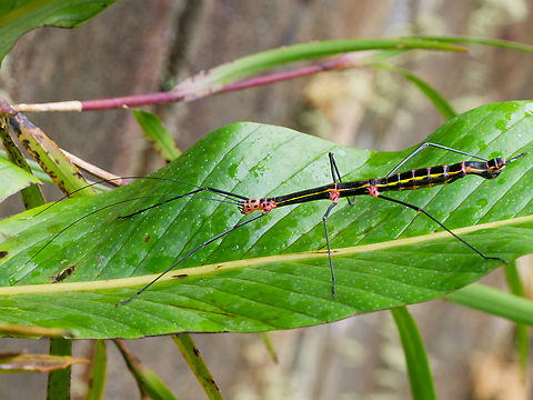 Oreophoetes topoense in Ecuador male, cp. https://bioone.org/journals/journal-of-orthoptera-research/volume-18/issue-2/034.018.0202/Studies-on-Neotropical-Phasmatodea-IX--Oreophoetes-topoense-n-sp/10.1665/034.018.0202.full Ecuador,Geotagged,Oreophoetes topoense,Spring