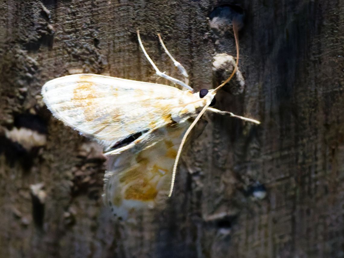 Leucochroma corope in Ecuador seen at Los Cedros<br />
ugly photo, but there were so many moths to be photographed and so many attacking the photographer, not the easiest task. I know that is no excuse :( Ecuador,Fall,Geotagged,Leucochroma corope,Los