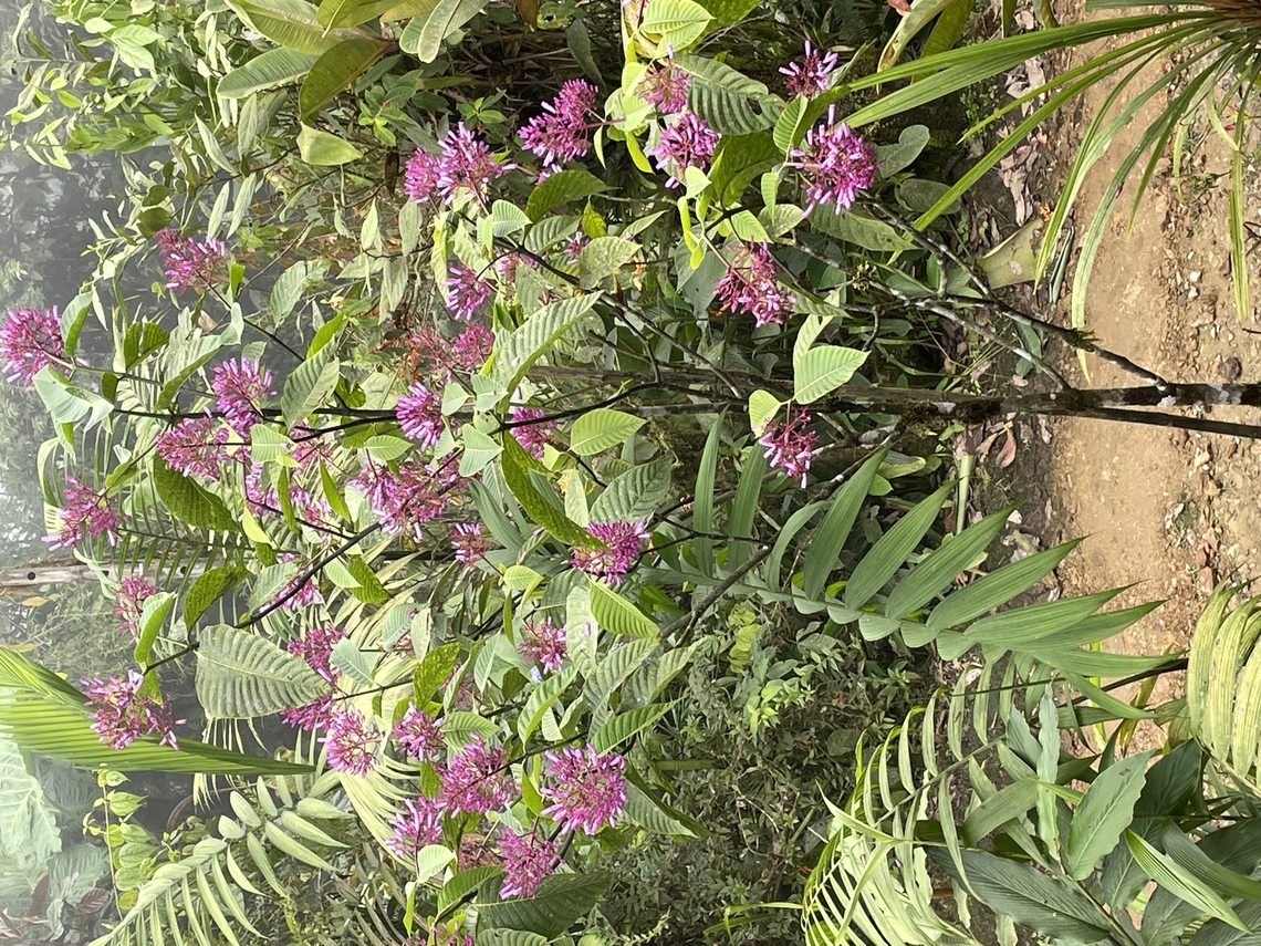 Palicourea lasiantha in Ecuador cp. <a href="https://ecuador.inaturalist.org/observations?taxon_id=336456" rel="nofollow">https://ecuador.inaturalist.org/observations?taxon_id=336456</a> Ecuador,Fall,Geotagged,Palicourea lasiantha
