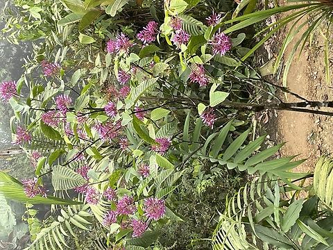 Palicourea lasiantha in Ecuador cp. https://ecuador.inaturalist.org/observations?taxon_id=336456 Ecuador,Fall,Geotagged,Palicourea lasiantha