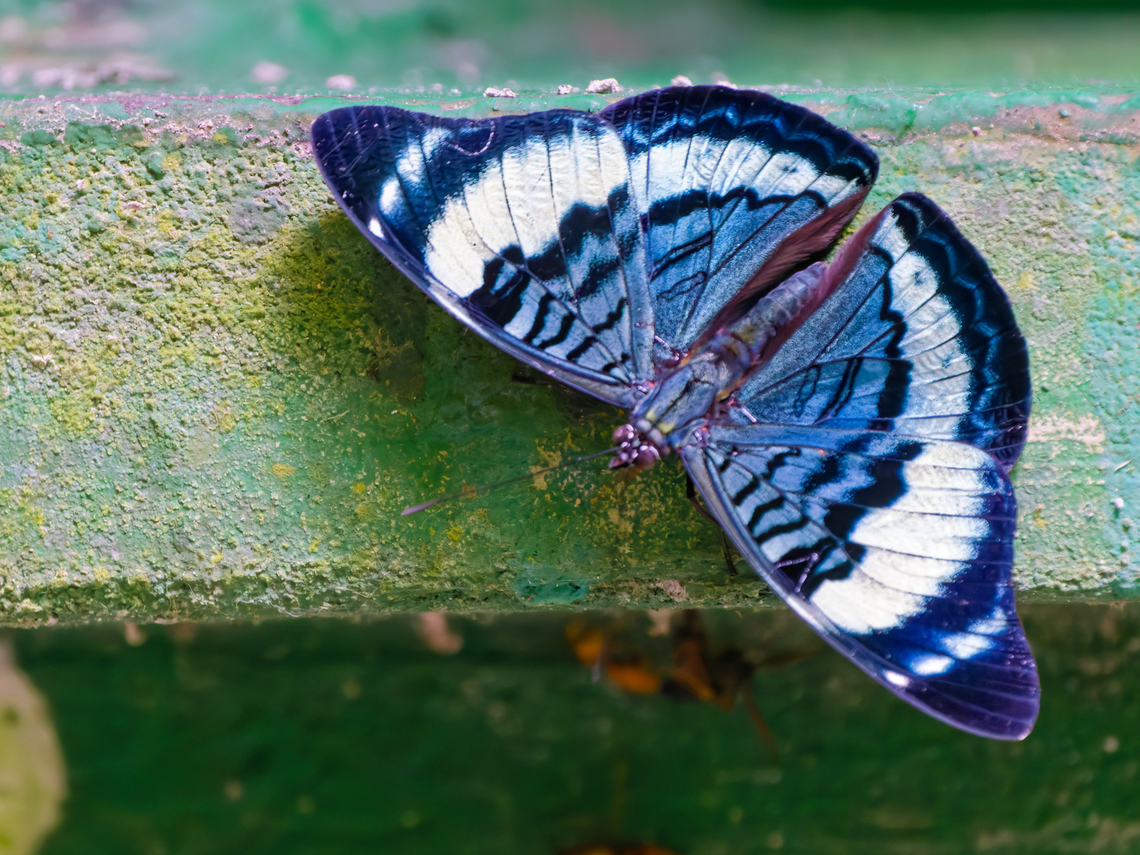 Panacea procilla in Ecuador seen at the salt lick Saladero de A&ntilde;angu (GPS -0.528832, -76.395060), Napo, orellana Ecuador,Geotagged,Panacea procilla,Spring,panacea procilla