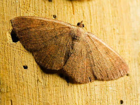 Parilexia nicetaria in Ecuador seen at Los Cedros
cp. https://ecuador.inaturalist.org/observations?subview=table&taxon_id=814854
cp. https://ttfnc.org/livworld/2020/LW 2020 Complete.pdf Ecuador,Fall,Geotagged,Los Cedros Reserve,Parilexia nicetaria