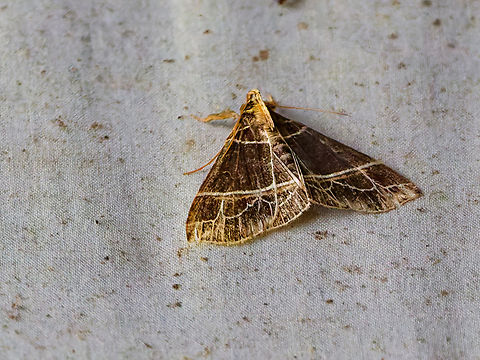 Rejectaria niciasalis in Ecuador cp. https://ecuador.inaturalist.org/observations?place_id=7512&taxon_id=603906 Ecuador,Geotagged,Rejectaria niciasalis,Spring