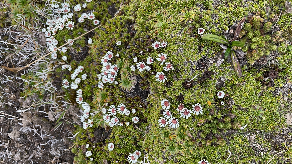 Werneria humilis in Ecuador cp. <a href="https://identify.plantnet.org/k-world-flora/species/Werneria" rel="nofollow">https://identify.plantnet.org/k-world-flora/species/Werneria</a> humilis Kunth/data<br />
cp. <a href="https://www.inaturalist.org/taxa/1421334-Werneria-humilis" rel="nofollow">https://www.inaturalist.org/taxa/1421334-Werneria-humilis</a> Ecuador,Geotagged,Spring,Werneria humilis