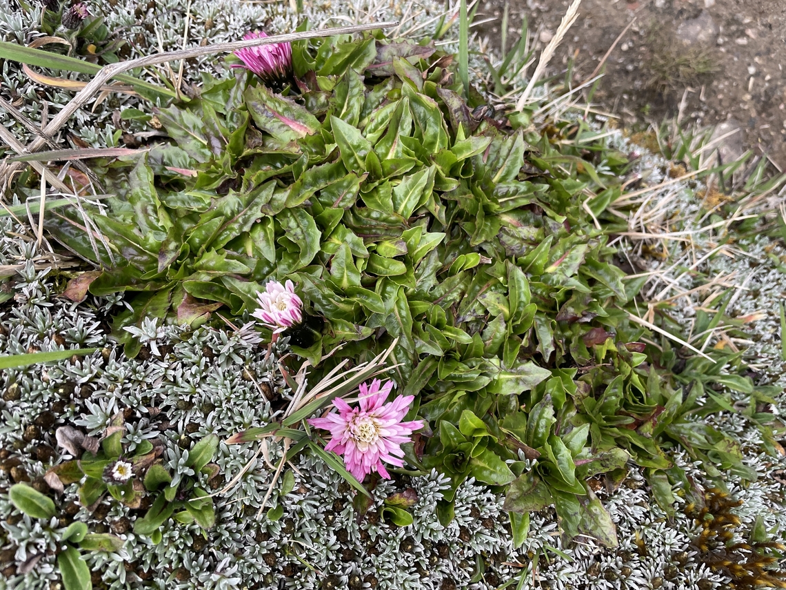 Hypochaeris sessiliflora in Ecuador  Ecuador,Geotagged,Hypochaeris sessiliflora,Spring