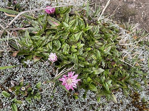 Hypochaeris sessiliflora in Ecuador  Ecuador,Geotagged,Hypochaeris sessiliflora,Spring