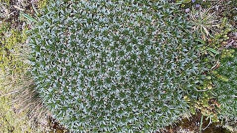Plantago rigida in Ecuador overview Ecuador,Geotagged,Plantago rigida,Spring,Water Mattress