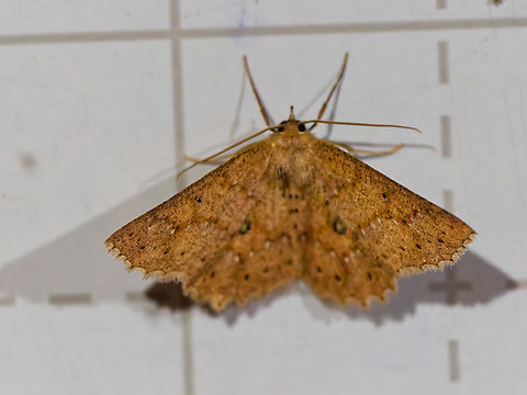 Isochromodes epioneata in Ecuador seen at Los Cedros Ecuador,Fall,Geotagged,Isochromodes epioneata,Los Cedros Reserve