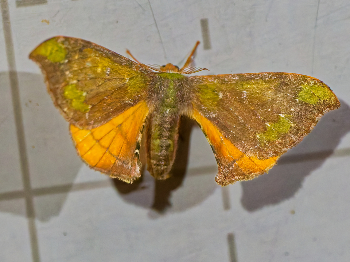 Anticla flavaria in Ecuador seen at Los Cedros Anticla flavaria,Ecuador,Fall,Geotagged,Los Cedros Reserve