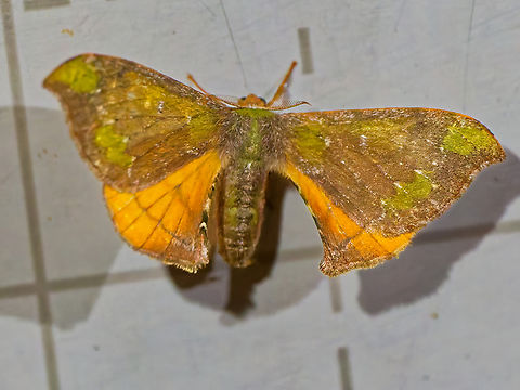 Anticla flavaria in Ecuador seen at Los Cedros Anticla flavaria,Ecuador,Fall,Geotagged,Los Cedros Reserve