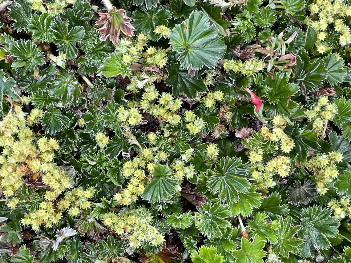 Alchemilla orbiculata in Ecuador  Alchemilla orbiculata,Ecuador,Geotagged,Spring