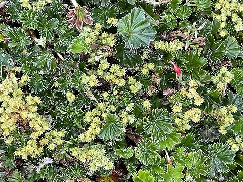 Alchemilla orbiculata in Ecuador  Alchemilla orbiculata,Ecuador,Geotagged,Spring