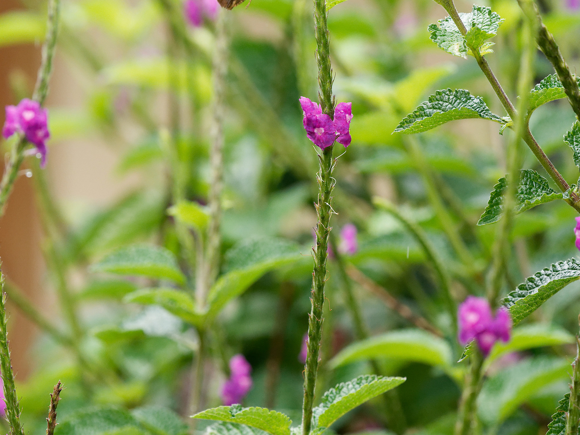 Stachytarpheta frantzii in Ecuador  Ecuador,Geotagged,Purple Porterweed,Spring,Stachytarpheta frantzii