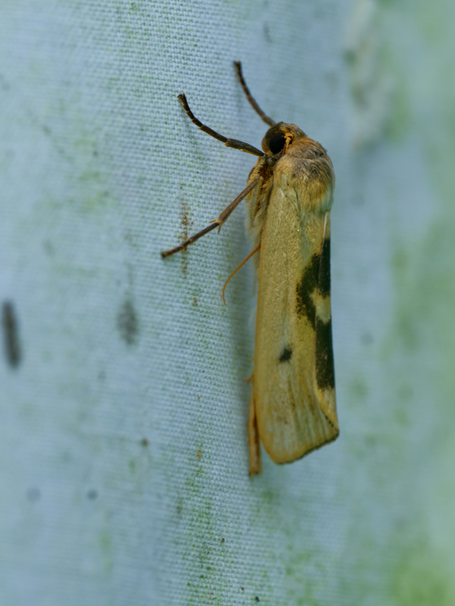 Agylla nitidalis in Ecuador lateral view Agylla nitidalis,Ecuador,Geotagged,Spring