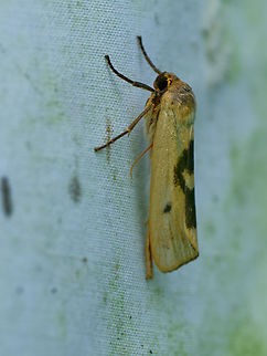 Agylla nitidalis in Ecuador lateral view Agylla nitidalis,Ecuador,Geotagged,Spring