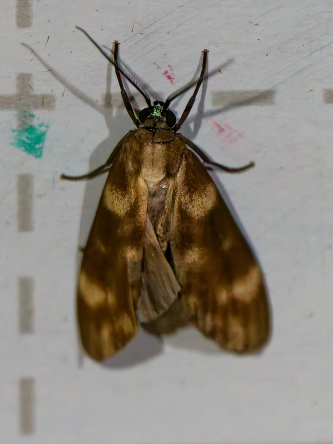 Eucereon discolor in Ecuador seen at Los Cedros Ecuador,Eucereon discolor,Fall,Geotagged,Los Cedros Reserve