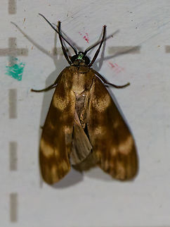Eucereon discolor in Ecuador seen at Los Cedros Ecuador,Eucereon discolor,Fall,Geotagged,Los Cedros Reserve