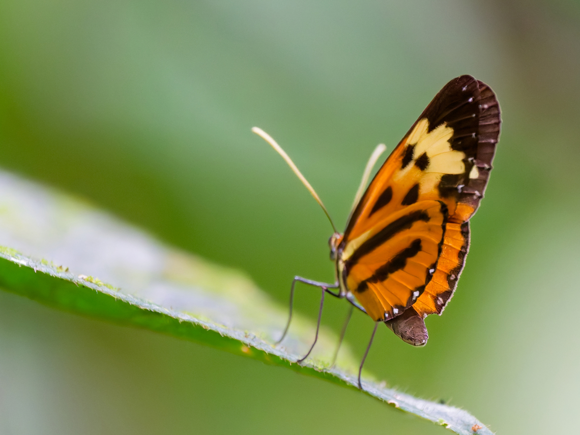 Hypothyris euclea in Ecuador cp. <a href="https://www.inaturalist.org/taxa/258089-Hypothyris-euclea" rel="nofollow">https://www.inaturalist.org/taxa/258089-Hypothyris-euclea</a><br />
cp. <a href="https://www.inaturalist.org/observations?place_id=7512&amp;taxon_id=258089" rel="nofollow">https://www.inaturalist.org/observations?place_id=7512&amp;taxon_id=258089</a> Ecuador,Euclea Tigerwing,Geotagged,Hypothyris euclea,Spring