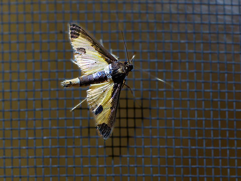 Diaphania eumeusalis in Ecuador  Diaphania eumeusalis,Ecuador,Geotagged,Spring