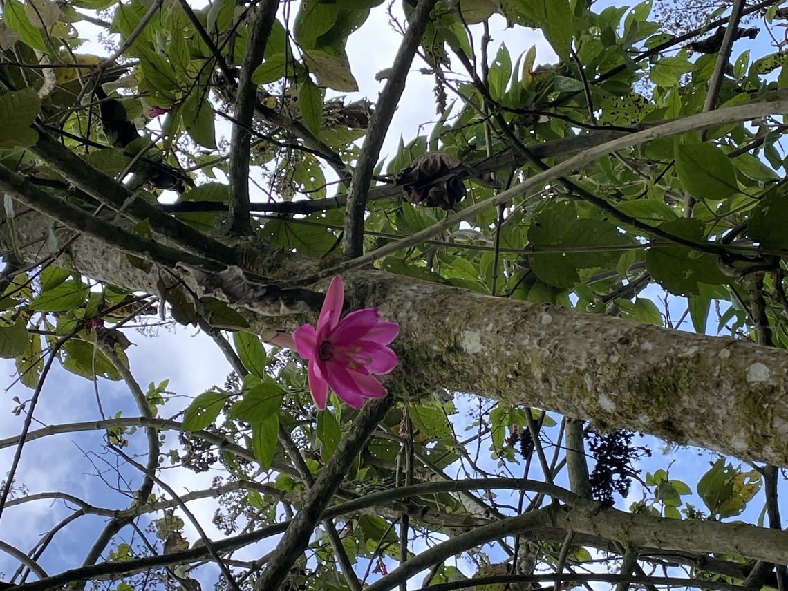Passiflora coactilis in Ecuador Flowers for the New Year shall make it Happy! Ecuador,Geotagged,Passiflora coactilis,Spring