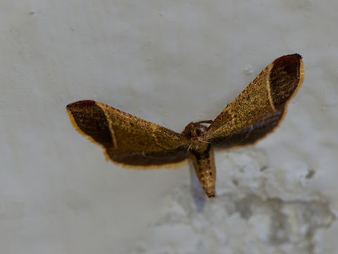 Hypsopygia amoenalis in Ecuador  Ecuador,Geotagged,Hypsopygia amoenalis,Spring