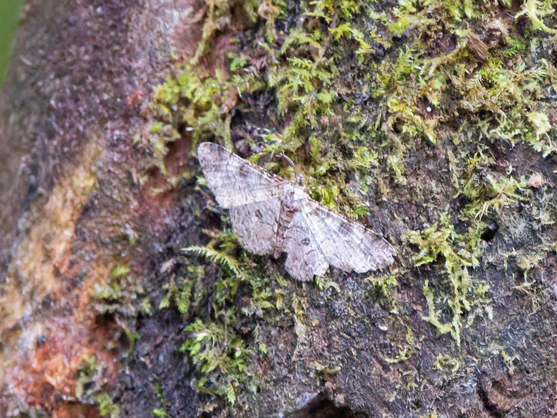 Iridopsis albescens in Ecuador cp. <a href="https://www.inaturalist.org/observations?place_id=7512&amp;taxon_id=1381032" rel="nofollow">https://www.inaturalist.org/observations?place_id=7512&amp;taxon_id=1381032</a> Ecuador,Geotagged,Iridopsis albescens,Spring