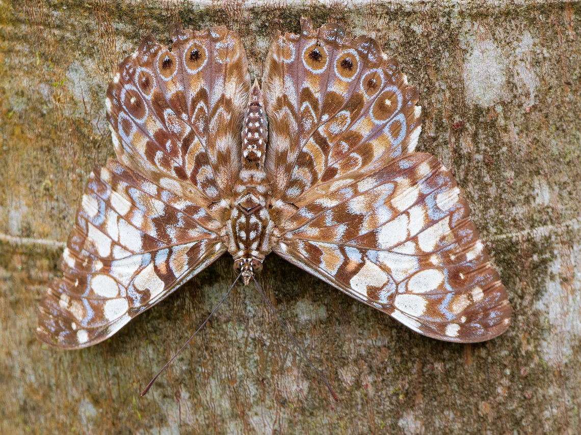 Hamadryas fornax in Ecuador  Ecuador,Geotagged,Hamadryas fornax,Orange Cracker,Spring