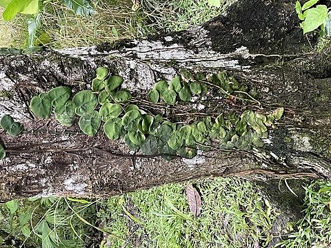 Monstera dubia in Ecuador  Ecuador,Geotagged,Monstera dubia,Spring